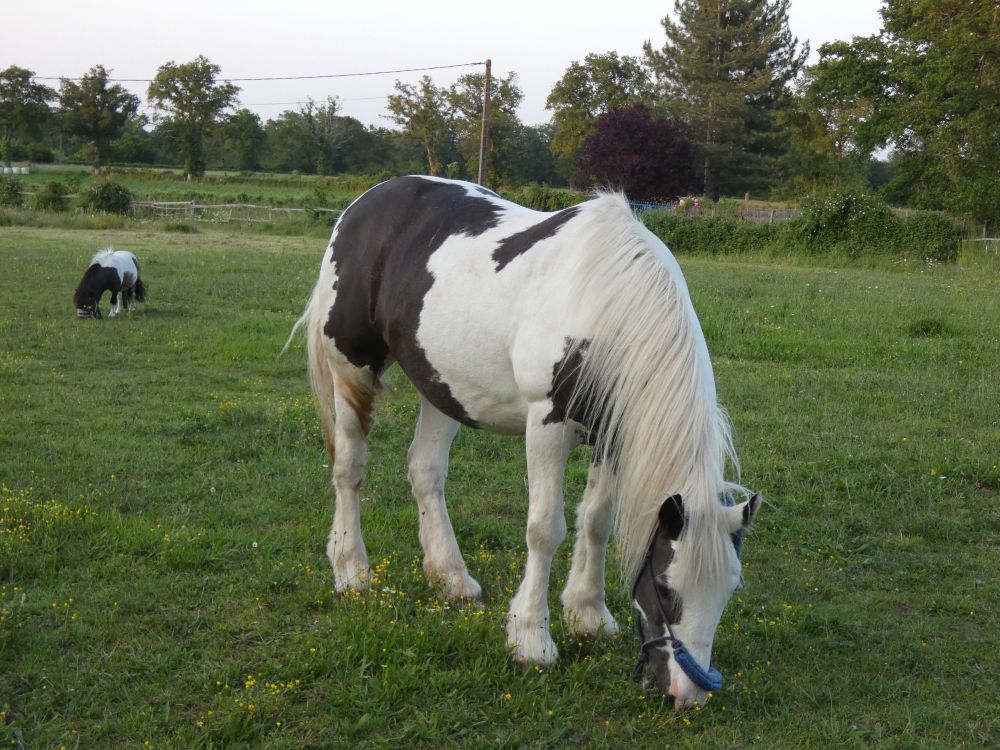  Language Immersion Stay at Annie - France - Poitiers - 1