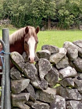  Estancia de inmersión lingüística en casa de Rosemarie - Irlanda - Dublin - 9