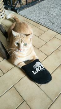  Séjour linguistique en famille d'accueil chez Anita - France - Lannemezan - 7