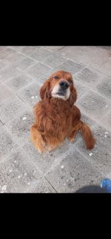  Language Immersion Stay at Deirdre - Ireland - Wexford - 4