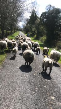  Séjour linguistique en famille d'accueil chez Marina - Irlande - County Longford - 4