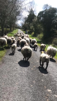  Language Immersion Stay at Marina - Ireland - County Longford - 4
