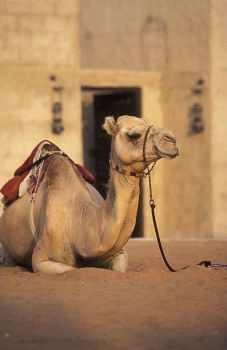  Language Immersion Stay at Alex & gretchen - Dubai - Dubai - 7