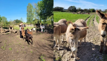 Séjour linguistique en famille d'accueil chez Ophélie à Aytré en France - 4