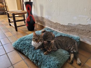  Séjour linguistique en famille d'accueil chez Delphine - France - Auxerre - 6