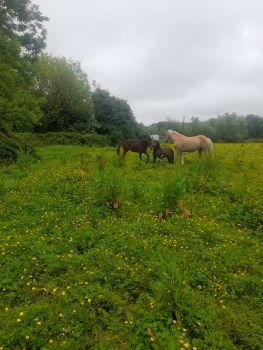  Séjour linguistique en famille d'accueil chez Deirdre - Irlande - Limerick - 6