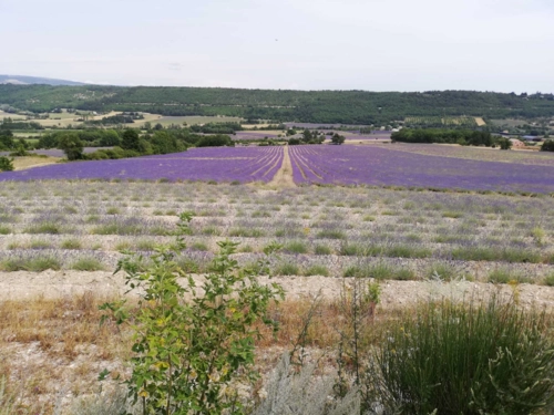  Language Immersion Stay at Barbara-ann - France - Lorgues