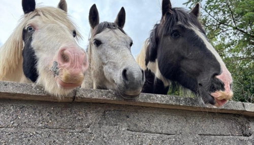  Séjour linguistique en famille d'accueil chez Jackie - Irlande - Kilkenny